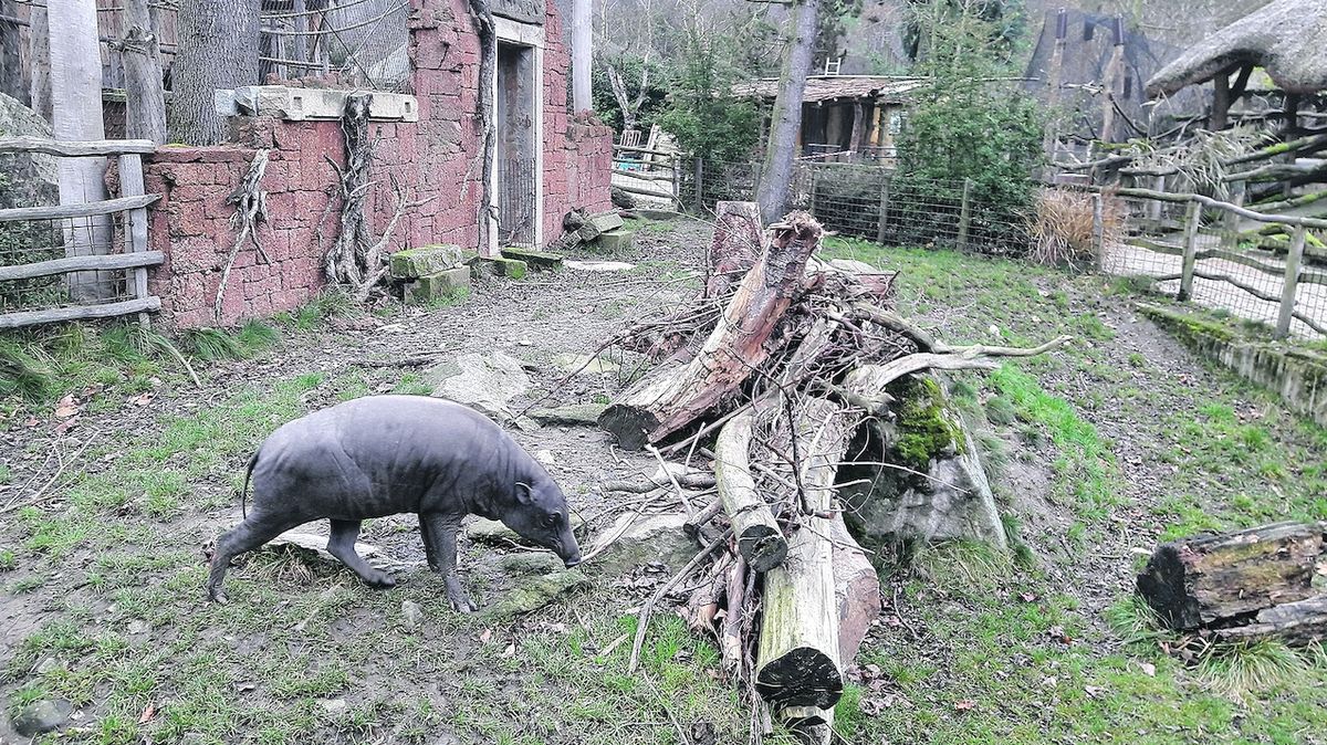 Ze Skotska míří do jihlavské zoo ohrožená prasata